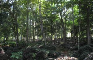 Parque Nacional de Oiti