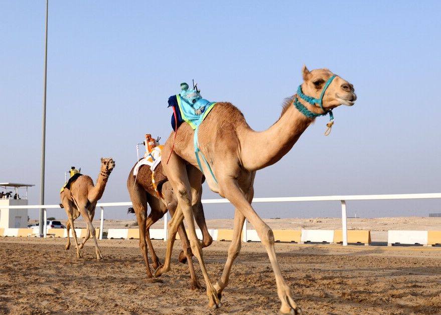 Carrera de camellos en Al Shahaniya